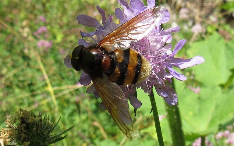 Mouches - Syrphes -  Volucelle zonée  volucella zonaria