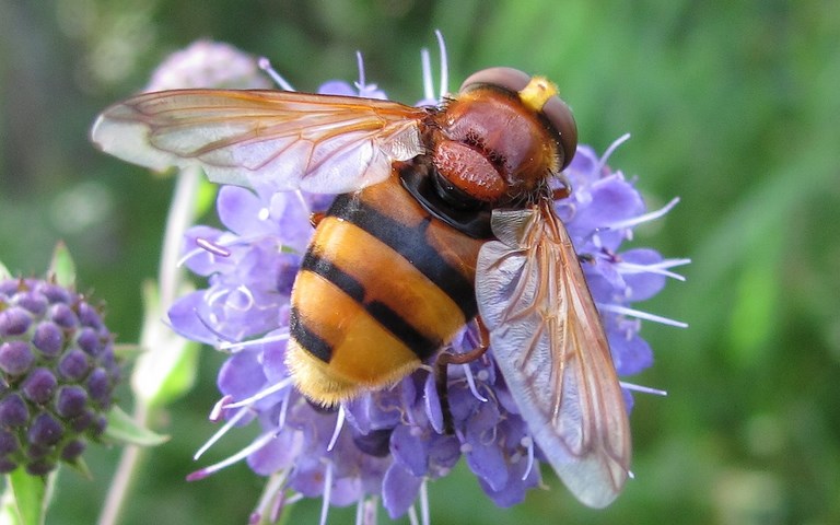 Mouches - Syrphes -  Volucelle zonée  volucella zonaria