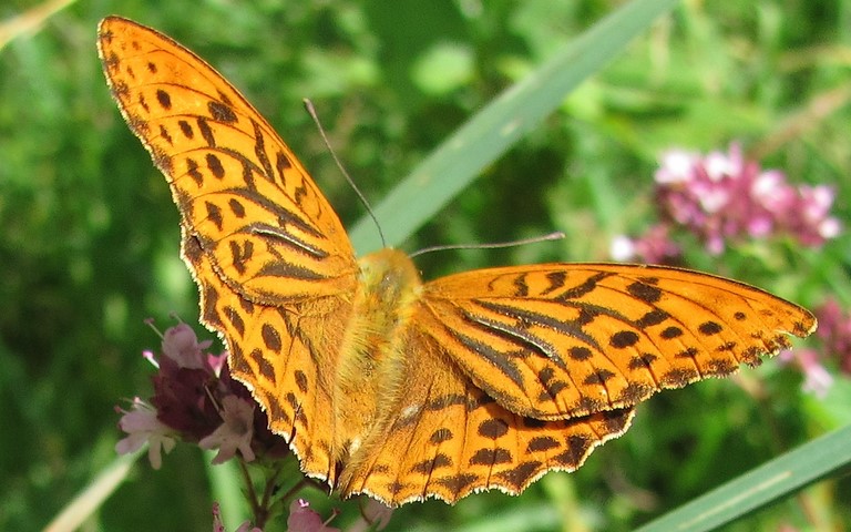 Papillons -Tabac d'Espagne - Argynnis paphia - Male