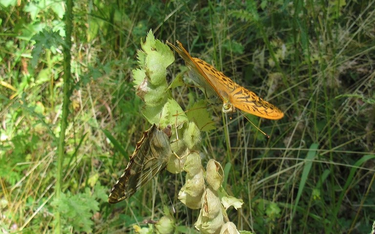 Papillons -Tabac d'Espagne - Argynnis paphia - Couple