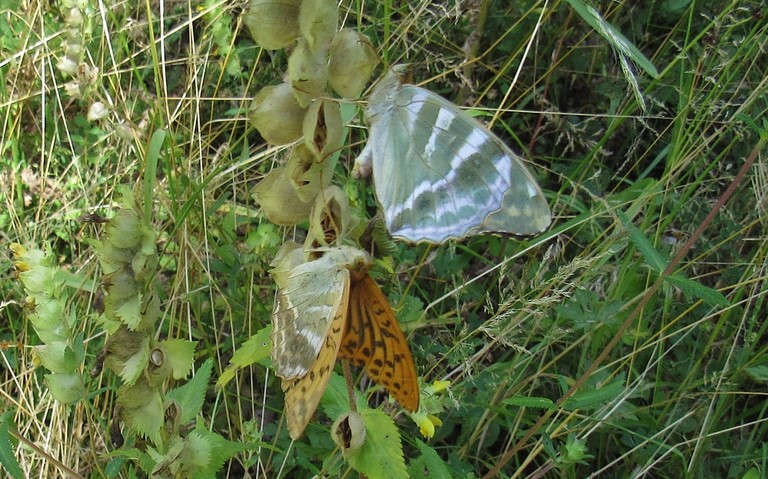 Papillons -Tabac d'Espagne - Argynnis paphia - Mâle