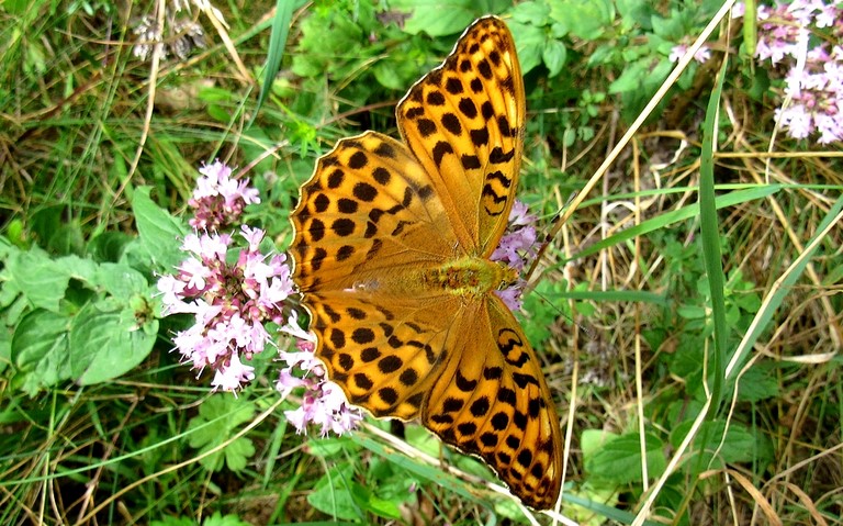 Papillons - Tabac d'Espagne - Argynnis paphia - Femelle
