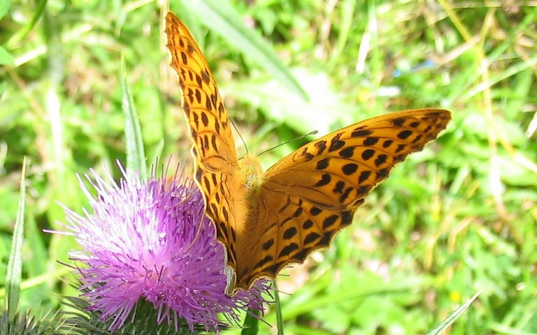 Papillons - Tabac d'Espagne - Argynnis paphia - Femelle