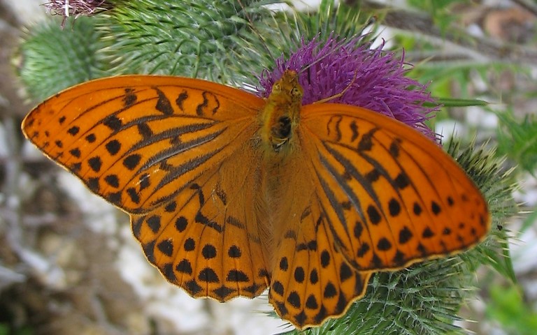 Papillons -Tabac d'Espagne - Argynnis paphia - Mâle