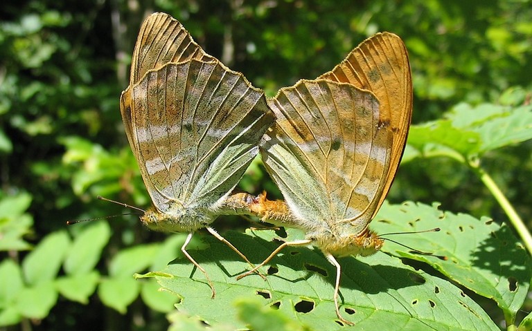 Papillons -Tabac d'Espagne - Argynnis paphia - Couple