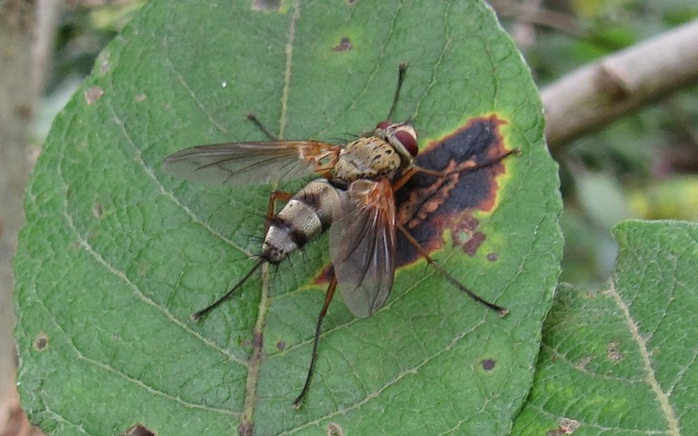 Mouches - Tachinides - Dexiosoma caninum