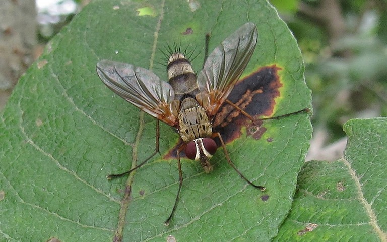 Mouches - Tachinides - Dexiosoma caninum