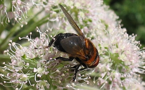 Mouches - Tachinides - Alophore hemiptère - Phasia Hemiptera