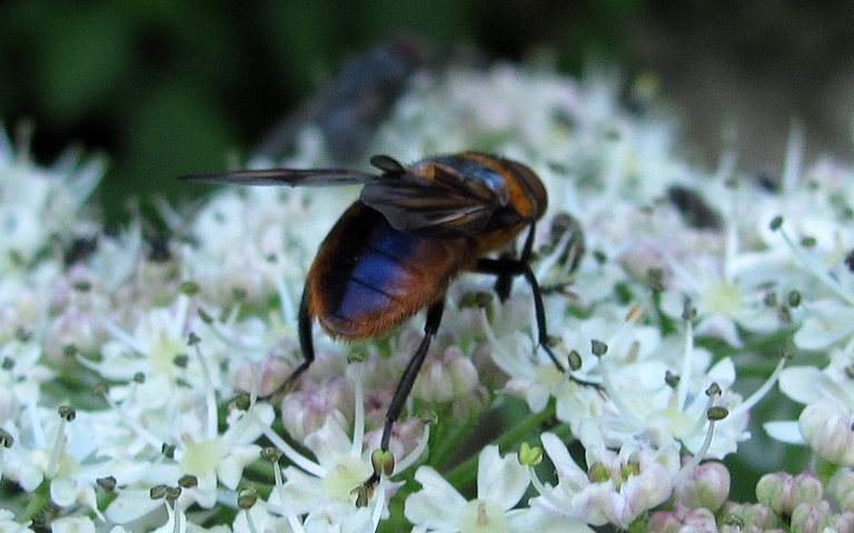 Mouches - Tachinides - Ectophasia Crassipenni