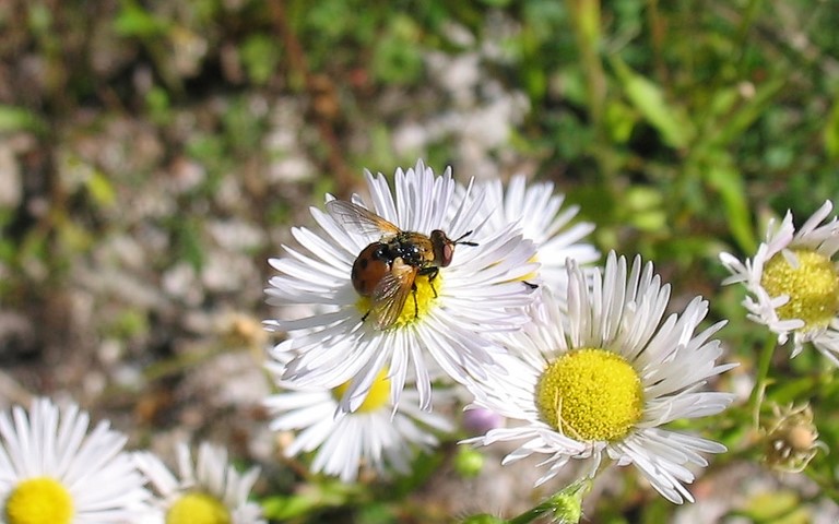 Mouches - Tachinides - Gymnosoma rotundatum