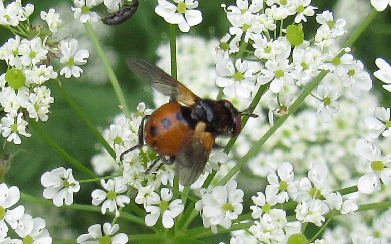 Mouches - Tachinides - Gymnosoma rotundatum
