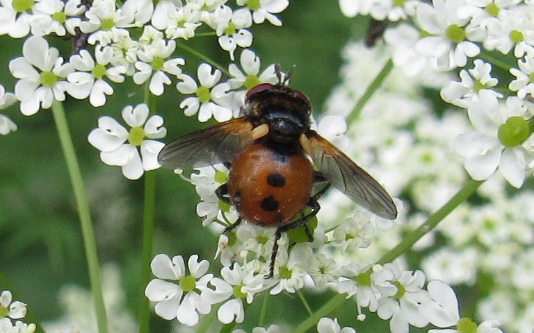 Mouches - Tachinides - Gymnosome arrondi - Gymnosoma rotundatum
