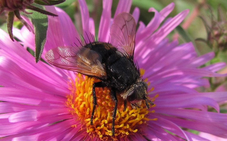 Mouches - Tachinides - Nowickia Ferox