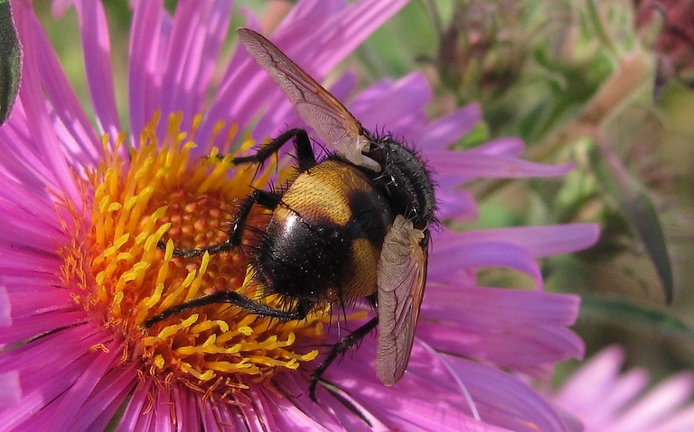 Mouches - Tachinides - Nowickia Ferox