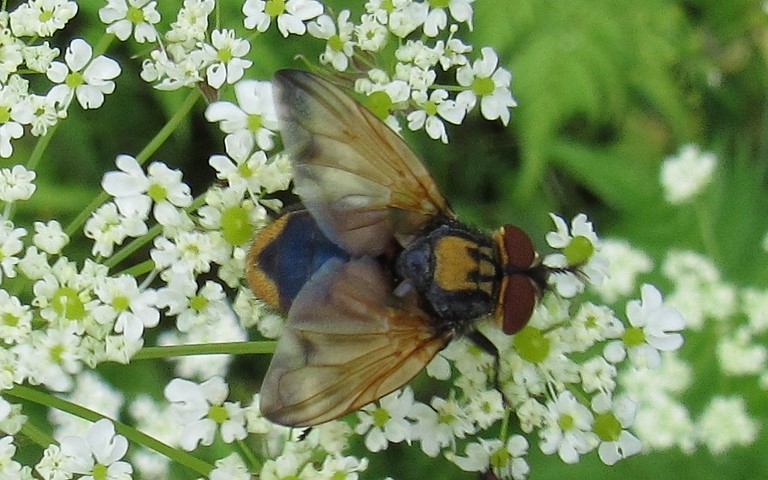 Tachinidés - Phasia aurigera - mâle