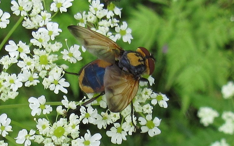 Tachinidés - Phasia aurigera - mâle