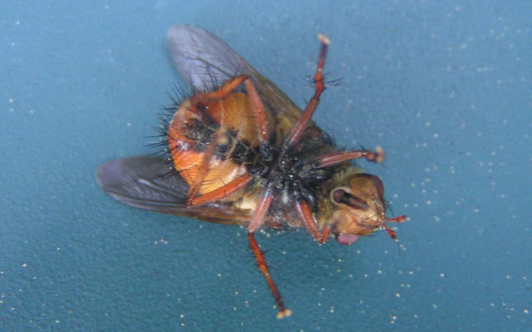 Mouches - Tachinides - Tachina magnicornis