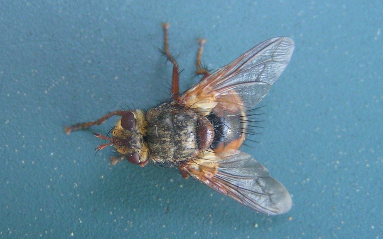 Mouches - Tachinides - Tachina magnicornis