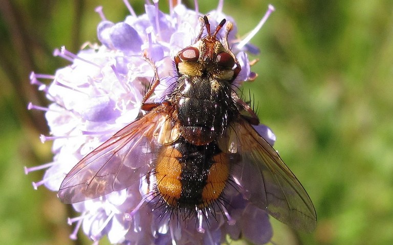 Mouches - Tachinides - Tachina Magnicornis