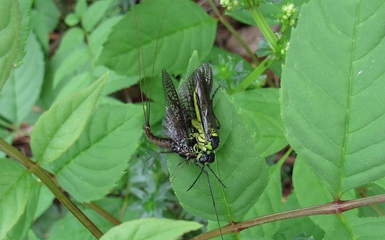 Tenthrède commune - Tenthredo mesomela