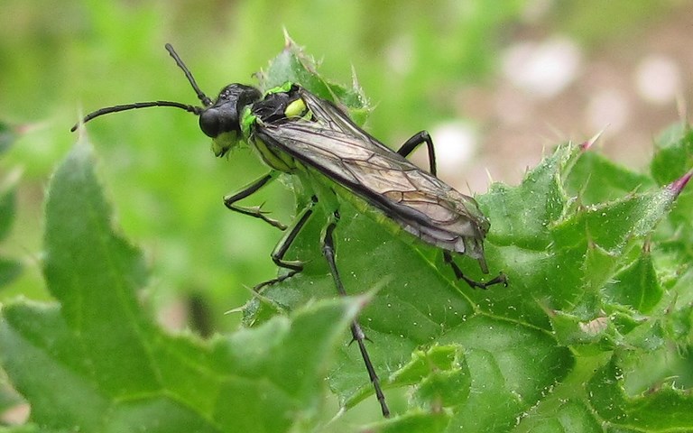 Hyménoptères - Tenthredidés - Tenthrède commune - Tenthredo mesomela