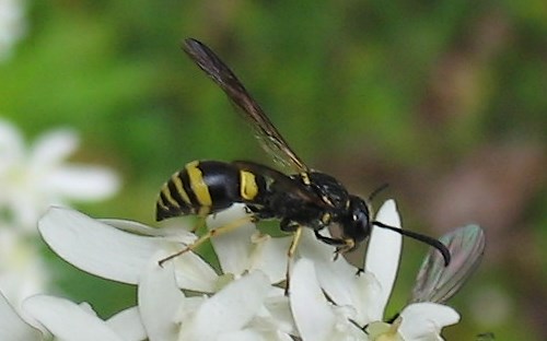 Hymenopteres - Tenthredides - Ancistrocerus sp.
