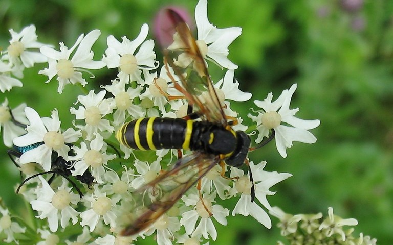 Tenthredides - Macrophya sp.