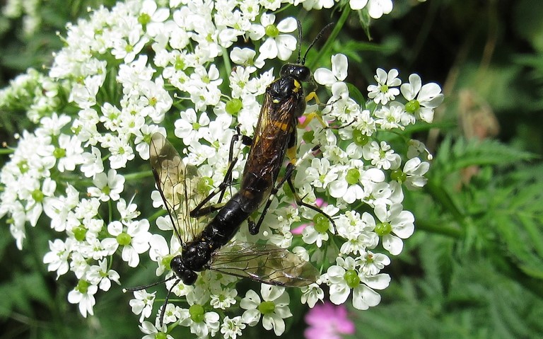 Tenthrède rustique - Macrophya montana