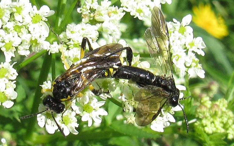 Tenthrède rustique - Macrophya montana