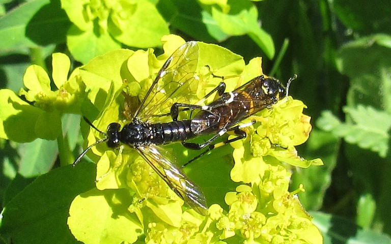 Tenthrède rustique - Macrophya montana