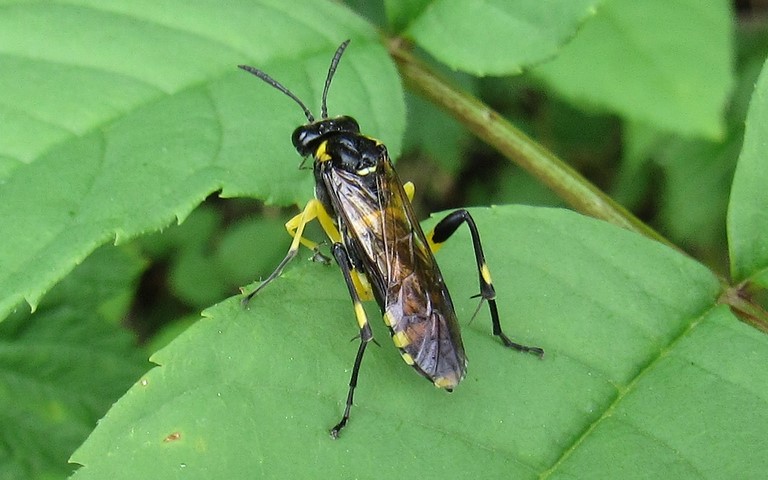 Tenthrède rustique - Macrophya montana