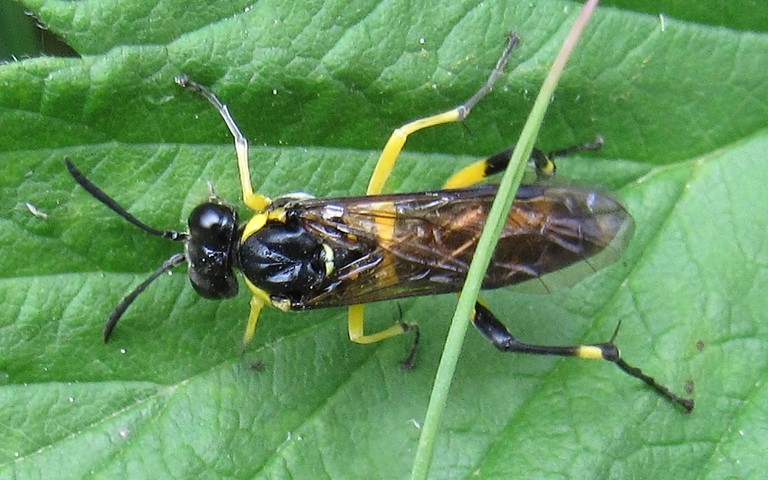 Tenthredidés - Tenthrède rustique - Macrophya montana