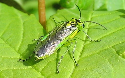 Tenthrède verte - Rhogogaster viridis