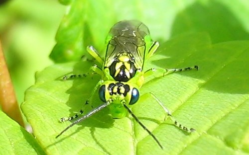Hyménoptères - Tenthredidés - Tenthrède verte - Rhogogaster viridis