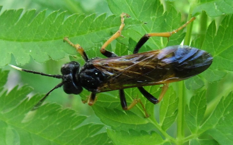 11 juin 2025 Tenthredo crassa