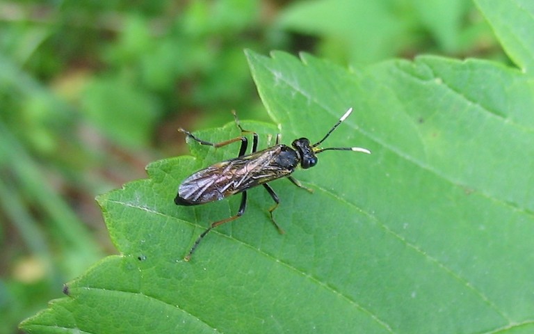 31 mai 2009 Hyménoptères - Ischneumonidés -Tenthredo crassa