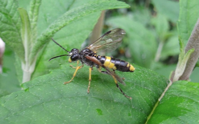 Hymenopteres - Tenthredides - Tenthredo temula