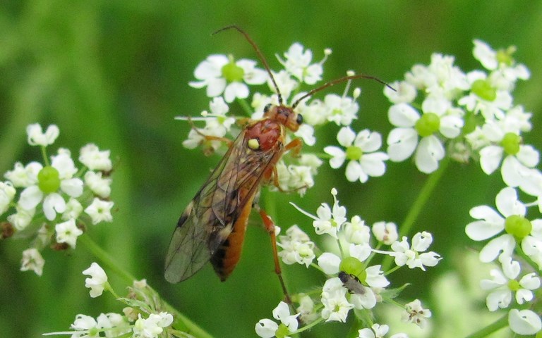Hyménoptères - Tenthredidés - Tenthredopsis sordida