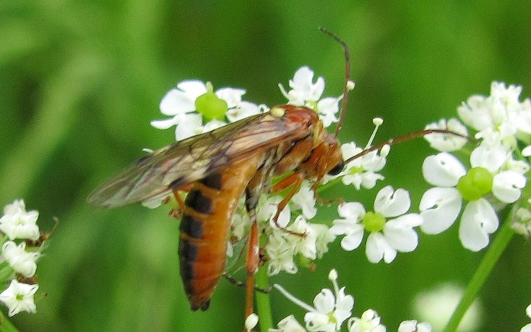Tenthredopsis sordida