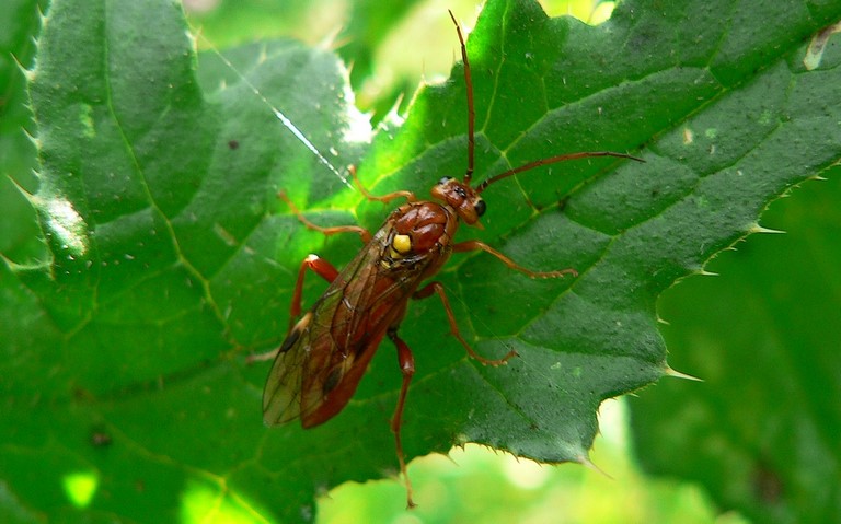 Tenthredopsis sordida