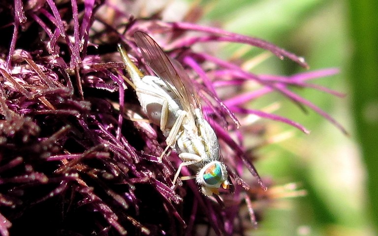 Mouches - trypetides - Terellia Longicauda