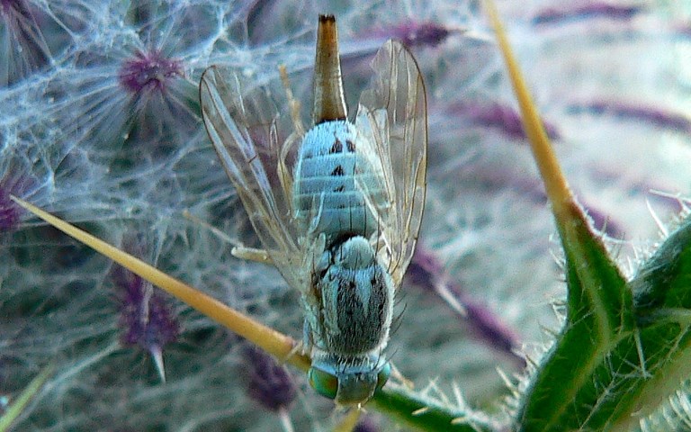 Mouches - trypetides - Terellia Longicauda