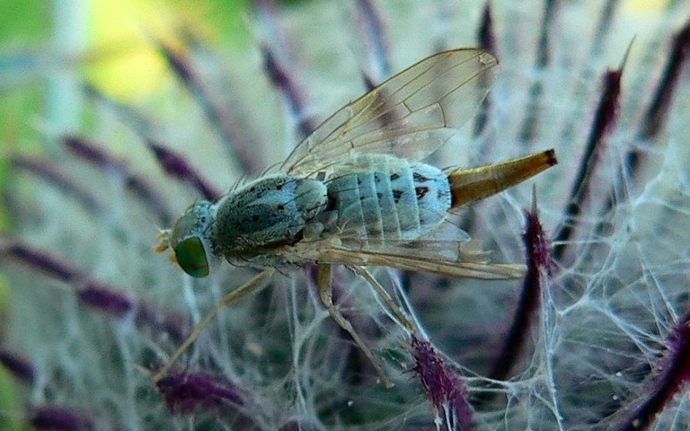 Mouches - trypetides - Terellia Longicauda