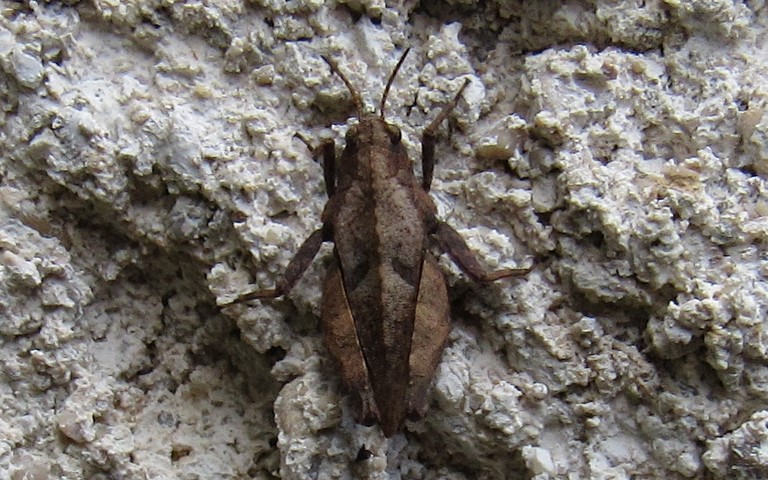 Criquet - Le tetrix des sablières - Tetrix bipunctata