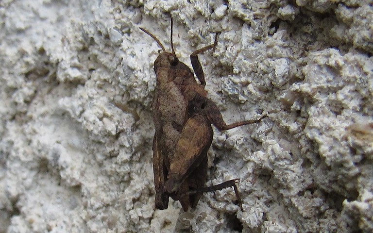 Criquet - Tetrix des sablières - Tetrix bipunctata