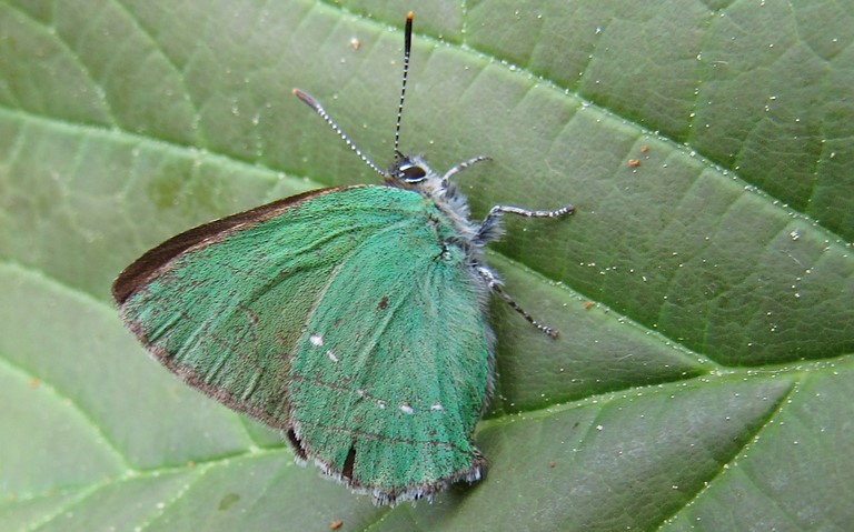 Papillons - Thécla de la ronce - Callophris Rubi