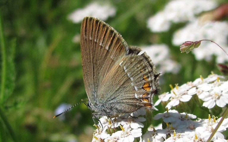 Papillons -  La thécla de l'amarel - Satyrium acaciae