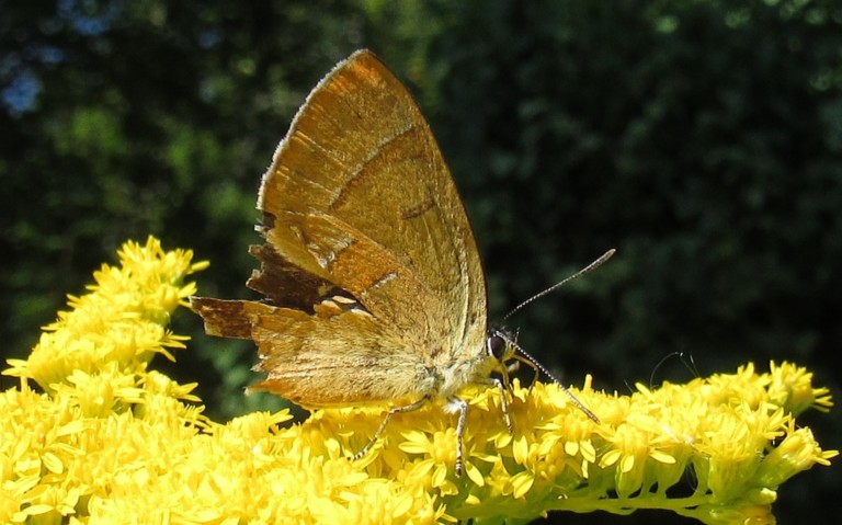 08 août 2025 Papillons - La thécla du bouleau - Thecla betulae