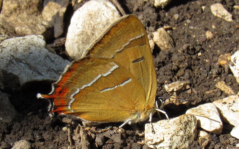 Papillons - La thécla du bouleau - Thecla betulae