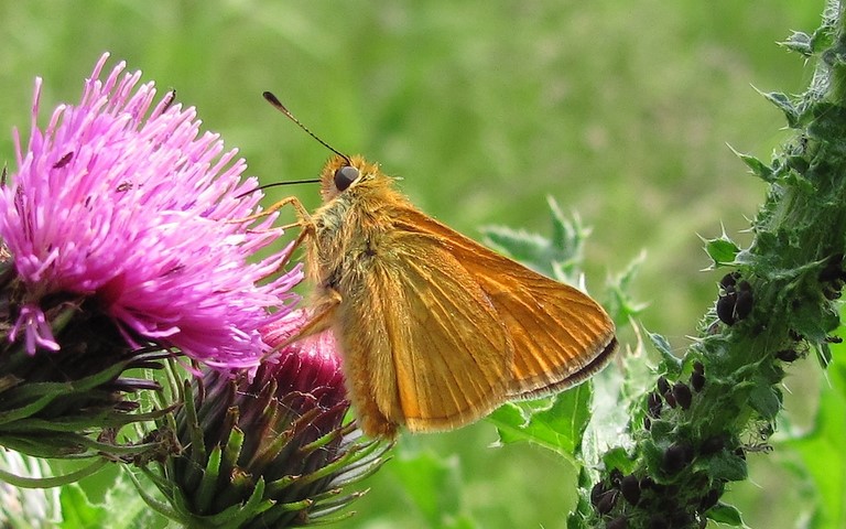 12 juin 2014 papillons - Hespérie du dactyle - Thymelicus lineola